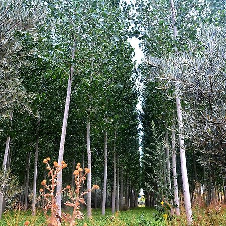 瓜迪克斯Cuevas Cortijo Gachas别墅 外观 照片